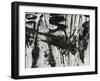 Tree Bark, c. 1970-Brett Weston-Framed Premium Photographic Print