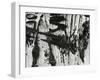 Tree Bark, c. 1970-Brett Weston-Framed Premium Photographic Print