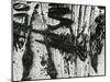 Tree Bark, c. 1970-Brett Weston-Mounted Premium Photographic Print