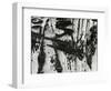 Tree Bark, c. 1970-Brett Weston-Framed Photographic Print