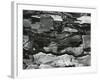 Tree Bark, c.1970-Brett Weston-Framed Photographic Print