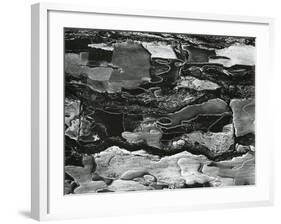 Tree Bark, c.1970-Brett Weston-Framed Photographic Print