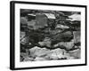 Tree Bark, c.1970-Brett Weston-Framed Photographic Print