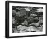 Tree Bark, c.1970-Brett Weston-Framed Premium Photographic Print