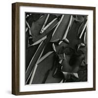 Tree Bark, c.1975-Brett Weston-Framed Photographic Print