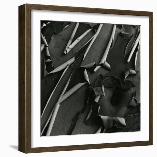 Tree Bark, c.1975-Brett Weston-Framed Photographic Print