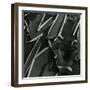 Tree Bark, c.1975-Brett Weston-Framed Photographic Print