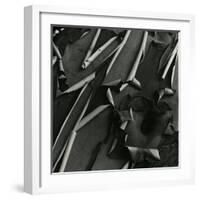 Tree Bark, c.1975-Brett Weston-Framed Photographic Print