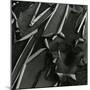 Tree Bark, c.1975-Brett Weston-Mounted Photographic Print