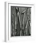 Tree Bark, c.1975-Brett Weston-Framed Photographic Print