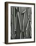 Tree Bark, c.1975-Brett Weston-Framed Photographic Print