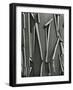 Tree Bark, c.1975-Brett Weston-Framed Photographic Print