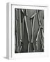 Tree Bark, c.1975-Brett Weston-Framed Photographic Print