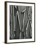 Tree Bark, c.1975-Brett Weston-Framed Photographic Print