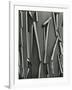 Tree Bark, c.1975-Brett Weston-Framed Photographic Print