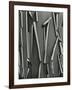 Tree Bark, c.1975-Brett Weston-Framed Photographic Print