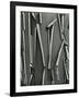 Tree Bark, c.1975-Brett Weston-Framed Photographic Print