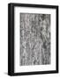 Tree Bark Texture and Background-akekoksombigstock-Framed Photographic Print