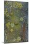 Tree Bark with Moss and Lichen-Anna Miller-Mounted Photographic Print