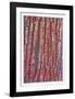 Tree Bark-Max Epstein-Framed Limited Edition