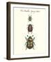 Tree Beetles-Maria Mendez-Framed Giclee Print