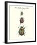 Tree Beetles-Maria Mendez-Framed Giclee Print