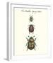 Tree Beetles-Maria Mendez-Framed Giclee Print