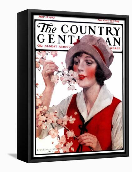 "Tree Blossoms," Country Gentleman Cover, May 16, 1925-J. Knowles Hare-Framed Stretched Canvas