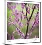 Tree Blossoms-Ken Bremer-Mounted Limited Edition