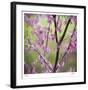 Tree Blossoms-Ken Bremer-Framed Limited Edition