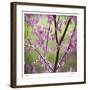 Tree Blossoms-Ken Bremer-Framed Limited Edition