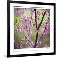 Tree Blossoms-Ken Bremer-Framed Limited Edition