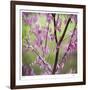 Tree Blossoms-Ken Bremer-Framed Limited Edition