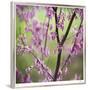 Tree Blossoms-Ken Bremer-Framed Limited Edition