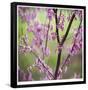 Tree Blossoms-Ken Bremer-Framed Limited Edition