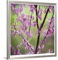 Tree Blossoms-Ken Bremer-Framed Limited Edition