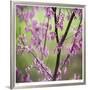 Tree Blossoms-Ken Bremer-Framed Limited Edition