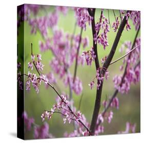 Tree Blossoms-Ken Bremer-Stretched Canvas