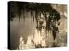 Tree Branch and Spanish Moss, Magnolia Plantation, Charleston, South Carolina, USA-Corey Hilz-Stretched Canvas