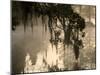 Tree Branch and Spanish Moss, Magnolia Plantation, Charleston, South Carolina, USA-Corey Hilz-Mounted Photographic Print