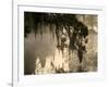 Tree Branch and Spanish Moss, Magnolia Plantation, Charleston, South Carolina, USA-Corey Hilz-Framed Photographic Print