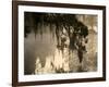 Tree Branch and Spanish Moss, Magnolia Plantation, Charleston, South Carolina, USA-Corey Hilz-Framed Photographic Print