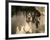 Tree Branch and Spanish Moss, Magnolia Plantation, Charleston, South Carolina, USA-Corey Hilz-Framed Photographic Print