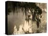 Tree Branch and Spanish Moss, Magnolia Plantation, Charleston, South Carolina, USA-Corey Hilz-Stretched Canvas