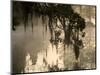 Tree Branch and Spanish Moss, Magnolia Plantation, Charleston, South Carolina, USA-Corey Hilz-Mounted Photographic Print