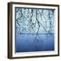 Tree Branch over Lake-Micha Pawlitzki-Framed Photographic Print