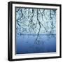 Tree Branch over Lake-Micha Pawlitzki-Framed Photographic Print