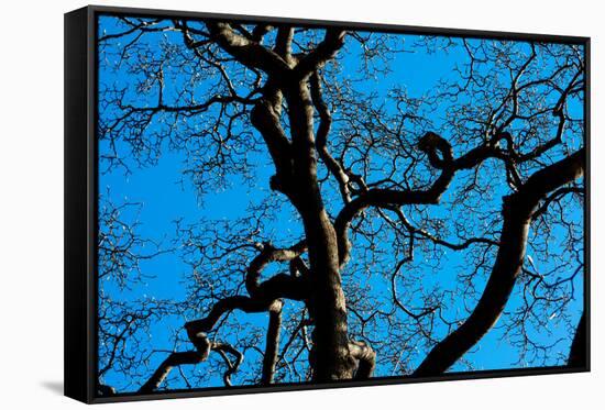 Tree Branches in Costa Rica Photo Poster Print-null-Framed Stretched Canvas