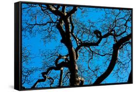 Tree Branches in Costa Rica Photo Poster Print-null-Framed Stretched Canvas