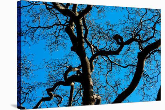 Tree Branches in Costa Rica Photo Poster Print-null-Stretched Canvas